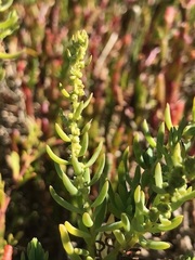 Suaeda australis