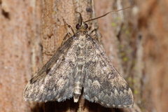 Proternia philocapna