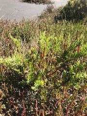 Suaeda australis