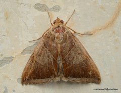 Artena dotata