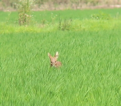 Hydropotes inermis argyropus