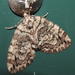 Renounced Hydriomena Moth - Photo (c) susan_kielb, some rights reserved (CC BY-NC), uploaded by susan_kielb