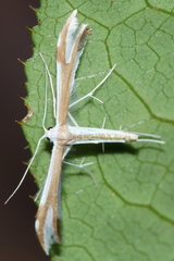 Pterophorus furcatalis