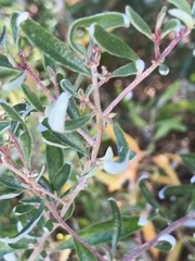 Atriplex paludosa paludosa