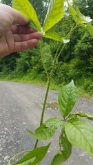 Eleutherococcus senticosus