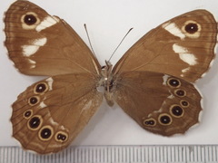 Lasiommata deidamia