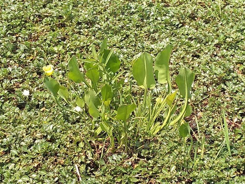 Yellow velvetleaf
