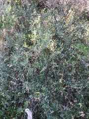 Atriplex paludosa paludosa