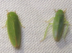 Gyponana offula