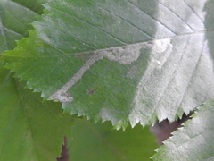 Ectoedemia quadrinotata