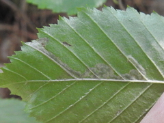 Ectoedemia quadrinotata