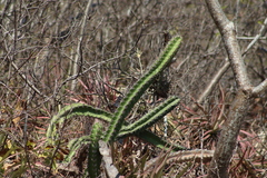 Stenocereus standleyi