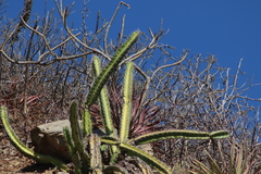 Stenocereus standleyi