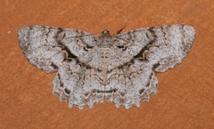 Epimecis hortaria image