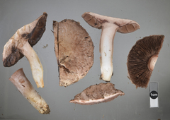 Agaricus cupreobrunneus