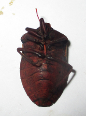 Basicryptus costalis