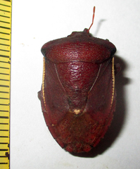 Basicryptus costalis