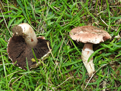 Agaricus cupreobrunneus