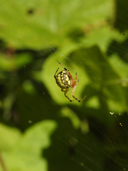 Araneus workmani