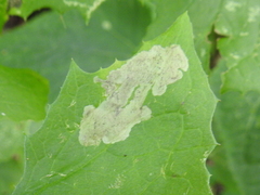 Liriomyza taraxaci