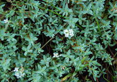 Pimelea prostrata prostrata