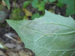 Liriomyza taraxaci