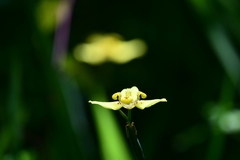 Trimezia steyermarkii