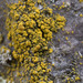Goldspeck Lichens - Photo (c) klips, some rights reserved (CC BY-NC)