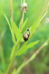 Popillia quadriguttata