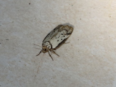 Philobota thiocrossa