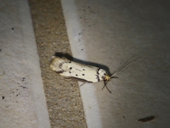 Philobota thiocrossa