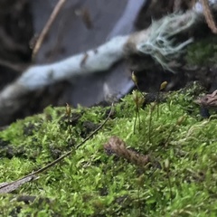 Forsstroemia trichomitria