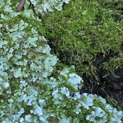 Forsstroemia trichomitria