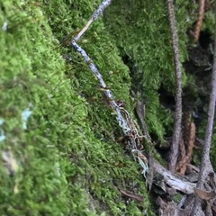 Forsstroemia trichomitria