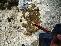 Anisotome imbricata prostrata