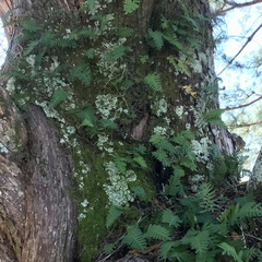 Forsstroemia trichomitria