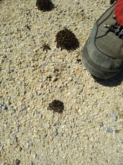 Gentianella luteoalba