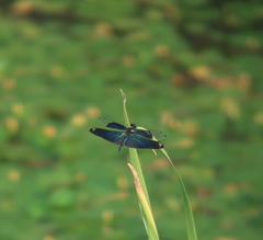 Rhyothemis fuliginosa