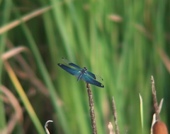 Rhyothemis fuliginosa