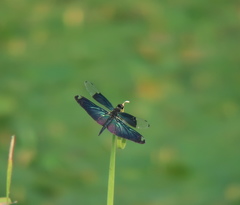 Rhyothemis fuliginosa