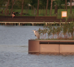 Ardea cinerea
