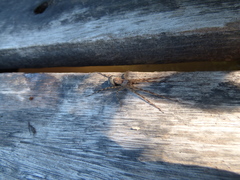 Paradossenus longipes