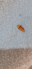 Monecphora cingulata