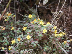 Chaetolepis microphylla