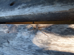 Paradossenus longipes