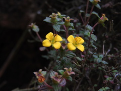 Chaetolepis microphylla