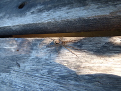 Paradossenus longipes