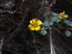 Chaetolepis microphylla