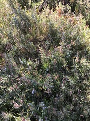 Atriplex paludosa paludosa