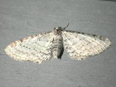 Eupithecia cretaceata